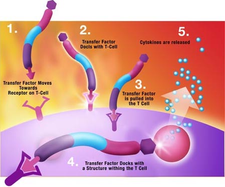 immunsystem immunsystem